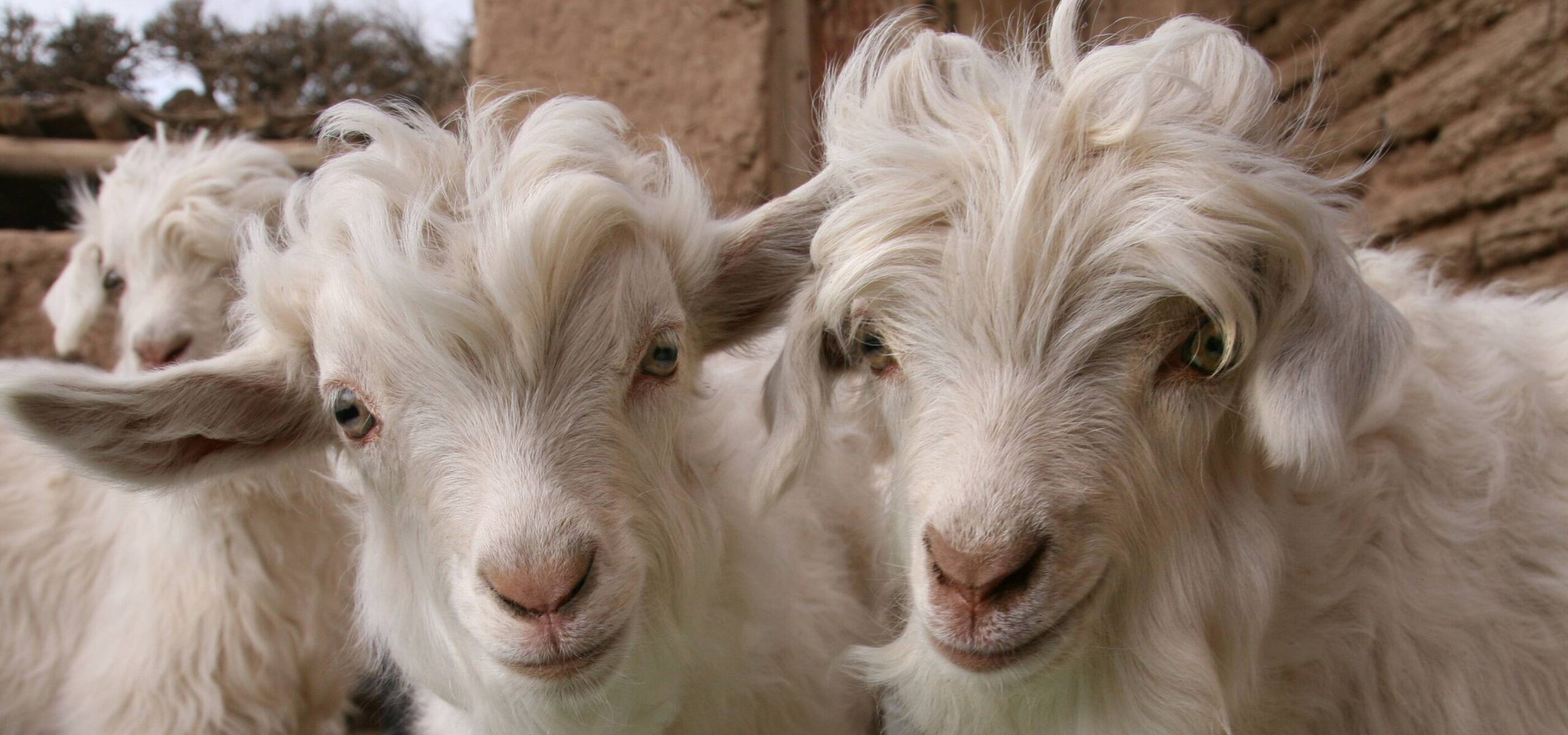 Loro Piana, ready-to-wear, cashmere - Fashion & Leather Goods - LVMH