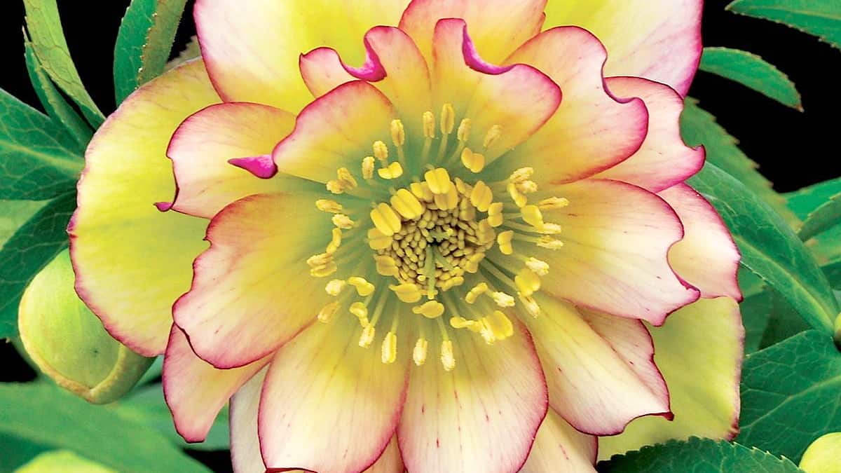 7 beautiful hellebores to plant in your garden this summer