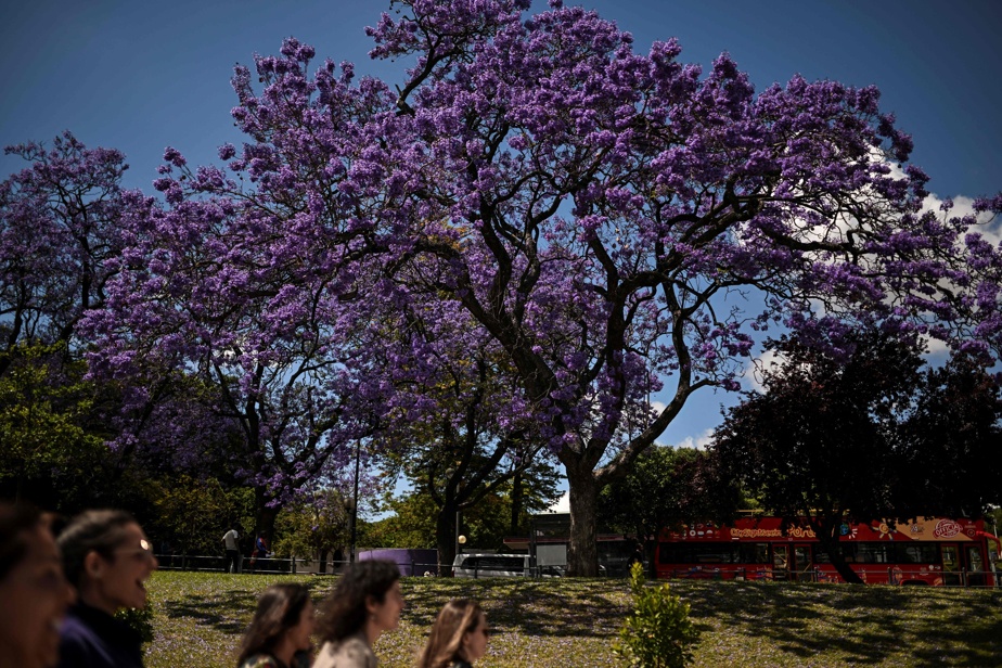Jacaranda trees blooming |  Every spring, Lisbon is decorated with blue and purple